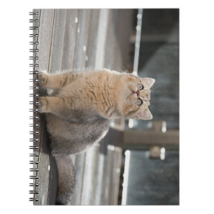 Cuaderno shorthair británico, gato, mascota