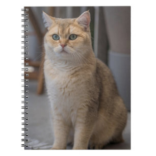 Cuaderno Shorthair británico, raza de gato, gato