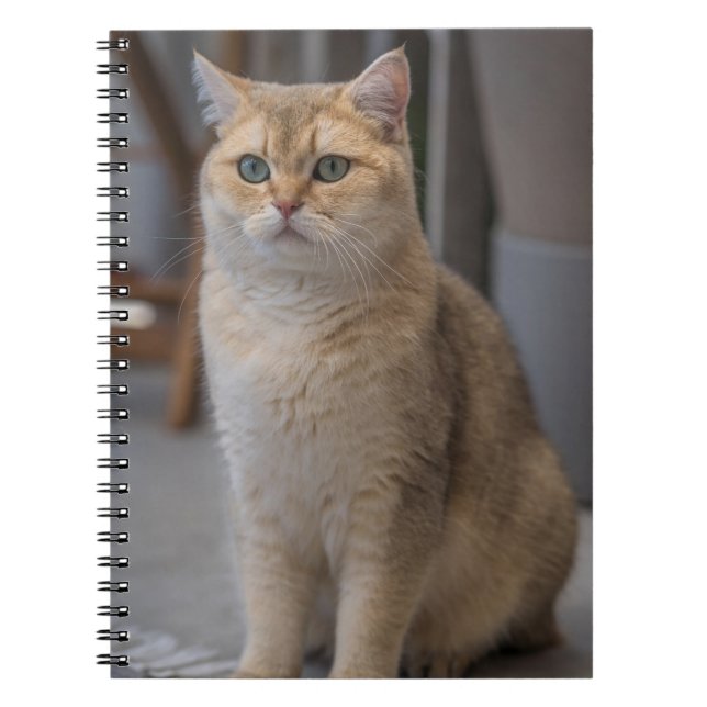 Cuaderno Shorthair británico, raza de gato, gato (Frente)