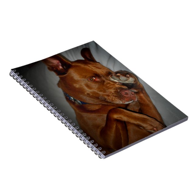 Cuaderno Shy Chocolate Lab Pit Mix Dog (Lado Derecho)
