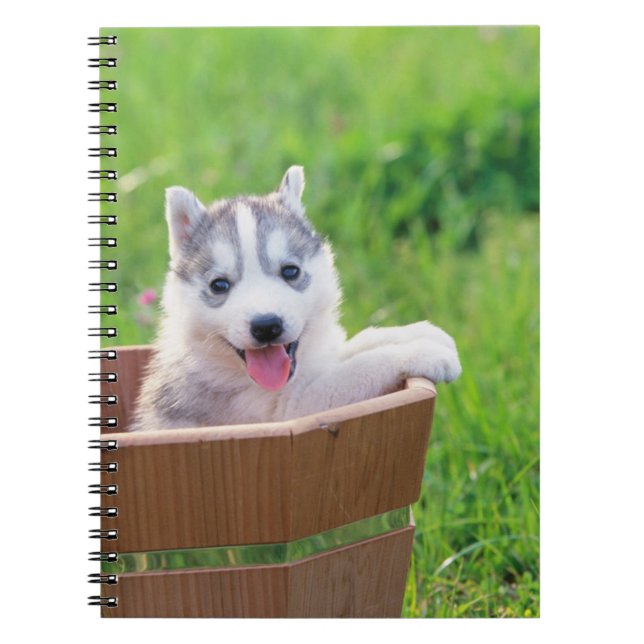 Cuaderno Siberian Husky Puppy in a Pot (Frente)