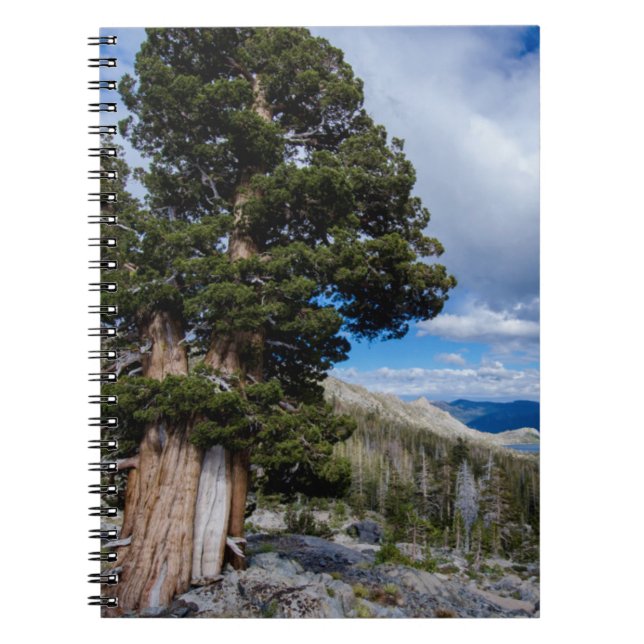 Cuaderno Sierra Juniper y Evergreen Trees 2 (Frente)