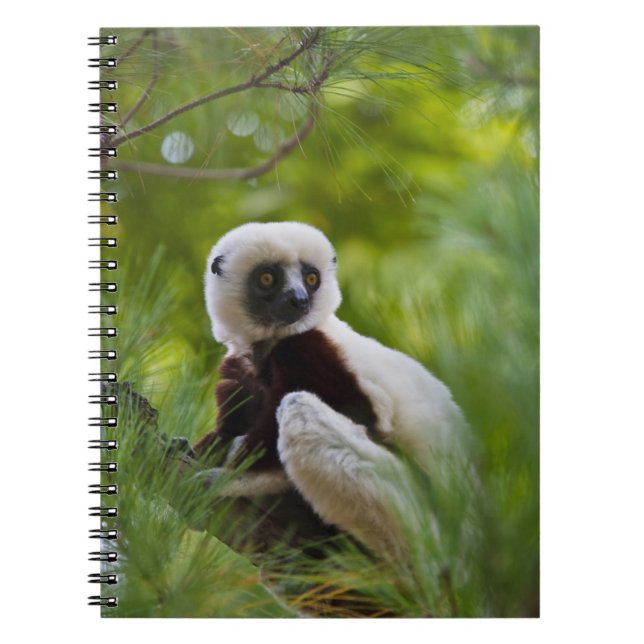 Cuaderno Sifaka de Coquerel en el bosque 2 (Frente)