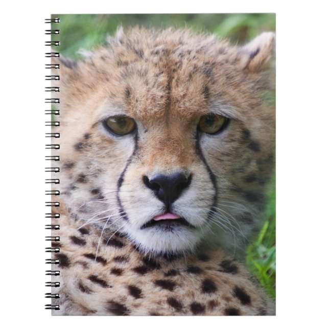 Cuaderno Silly Cheetah Cub (Frente)