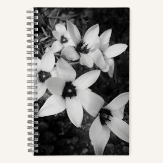 Cuaderno Simetría Silenciosa