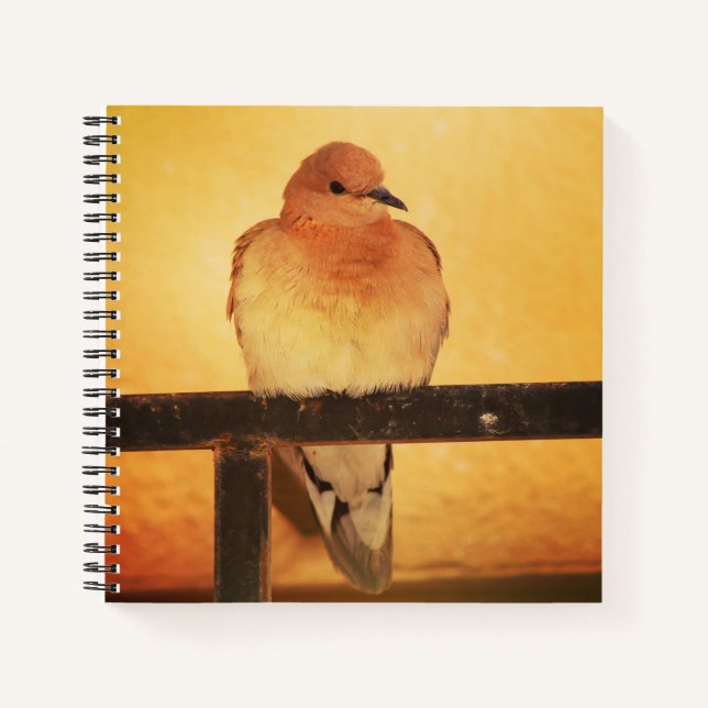 Cuaderno "¡Sin fotos, por favor!" (Anverso)