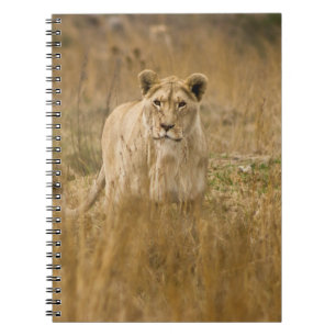 CUADERNO SIN LONES EN LA GRASA