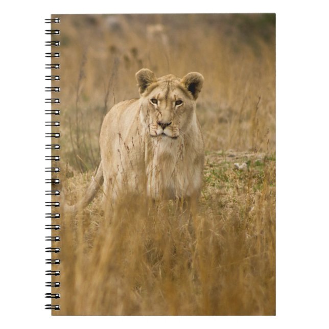 CUADERNO SIN LONES EN LA GRASA (Frente)