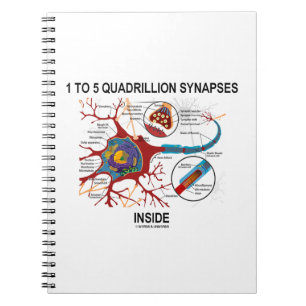 Cuaderno Sinapsis De 1 A 5 Quadrillones Dentro De La Neuron