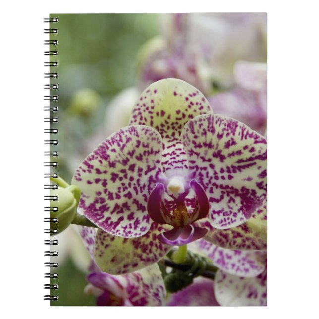 Cuaderno Singapur (sánscrito para Ciudad León). Nacional (Frente)