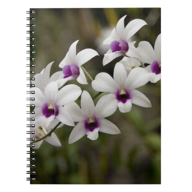 Cuaderno Singapur (sánscrito para Ciudad León). Nacional 2 (Frente)
