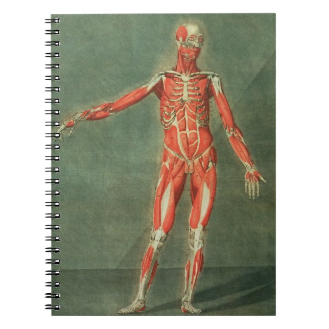 Cuaderno Sistema muscular superficial del frente de BO (Frente)