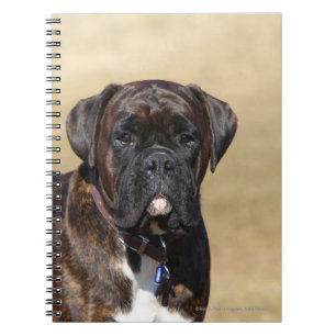 Cuaderno Situación Brindle del perro del boxeador