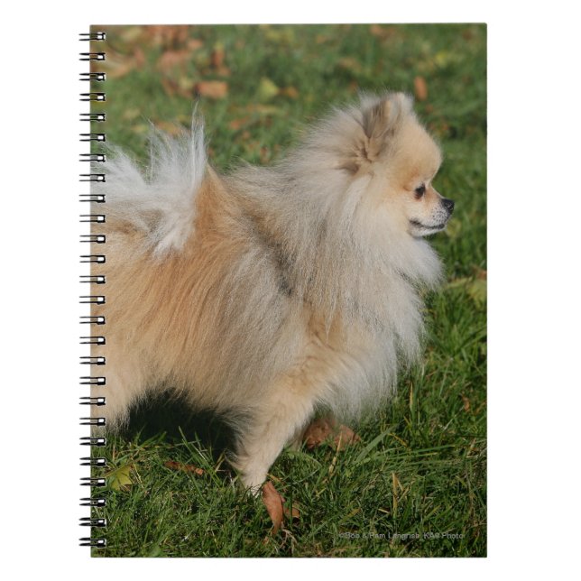 Cuaderno Situación de Pomeranian (Frente)