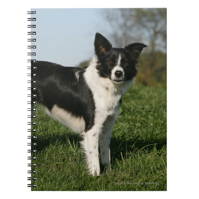 Cuaderno Situación del border collie (Frente)
