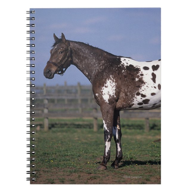 Cuaderno Situación del caballo del Appaloosa (Frente)