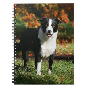 Cuaderno Situación del otoño del border collie