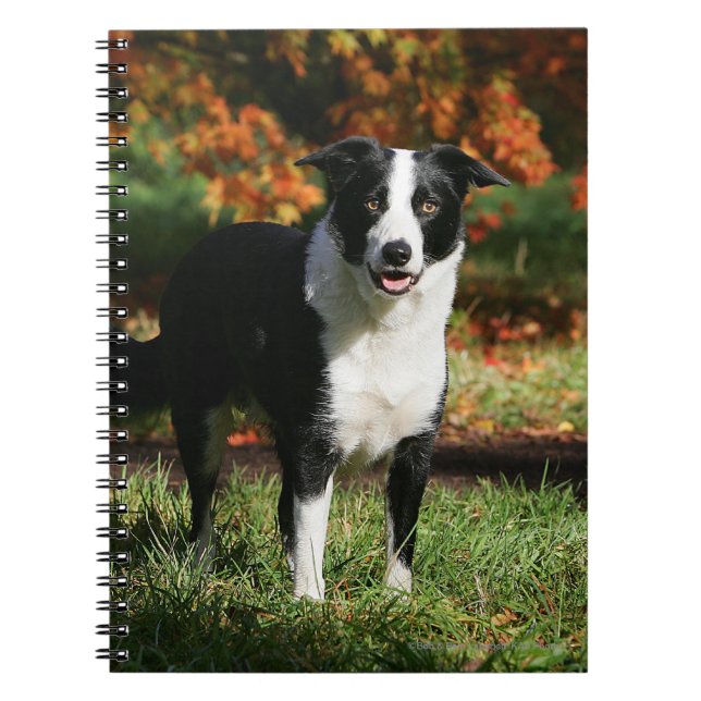 Cuaderno Situación del otoño del border collie (Frente)