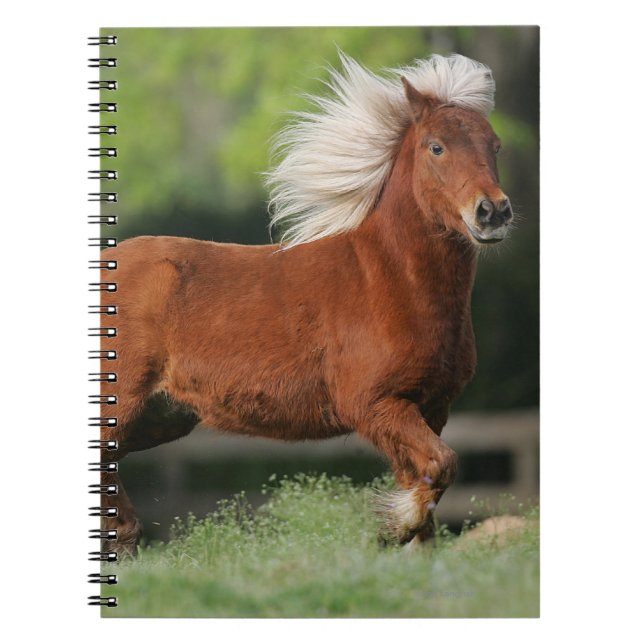 Cuaderno Situación miniatura del caballo (Frente)