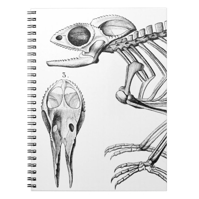 Cuaderno Skeleton vintage (Frente)