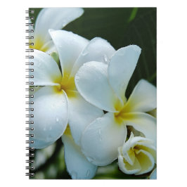 Cuaderno Sleek elegance: the white frangipani flower