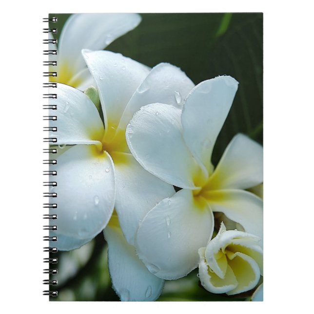 Cuaderno Sleek elegance: the white frangipani flower (Frente)