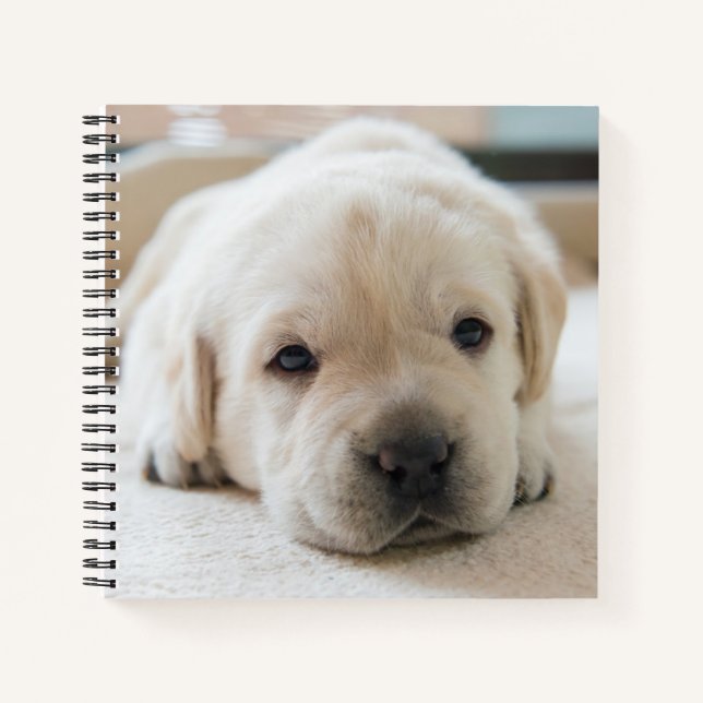 Cuaderno Sleepy Golden Labrador Puppy (Anverso)