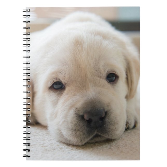 Cuaderno Sleepy Golden Labrador Puppy (Frente)