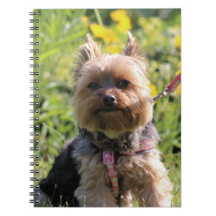 Cuaderno Solo cariño.
