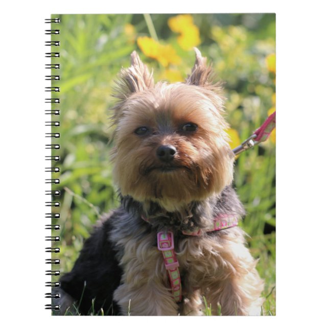 Cuaderno Solo cariño. (Frente)