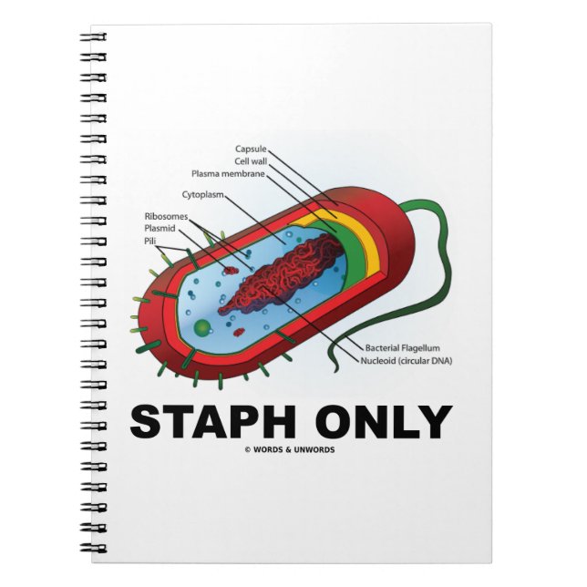 Cuaderno Solo estafio (bacterias Prokaryote Diagrama bacter (Frente)