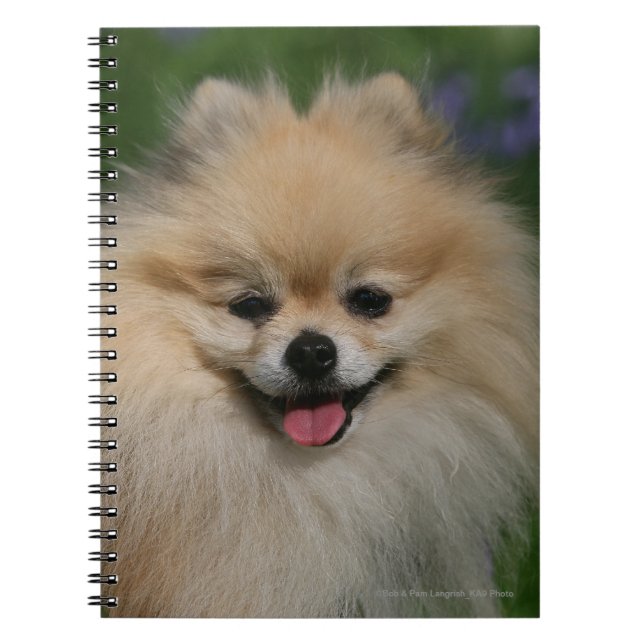Cuaderno Sonrisa de Pomeranian (Frente)