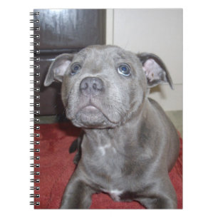 Cuaderno Sooky Blue Staffordshire Bull Terrier Puppy,