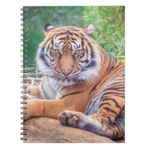 Cuaderno Sorprendente rebote de la fotografía del tigre