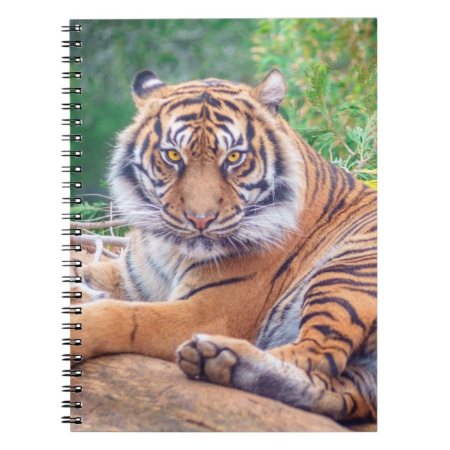 Cuaderno Sorprendente rebote de la fotografía del tigre (Frente)
