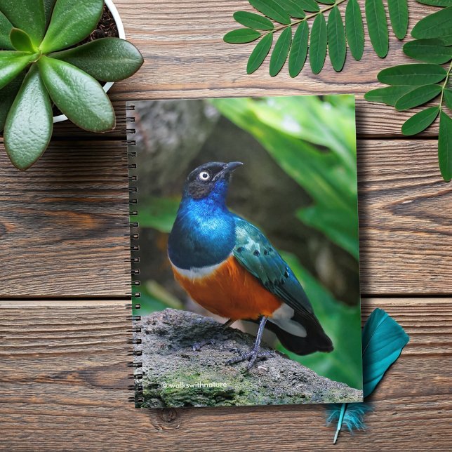 Cuaderno Sorprendente sonámbulo africano estrella (African Super Starling on a Rock Journal Cover Photo)