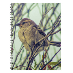 Cuaderno Sparrow en la foto del árbol