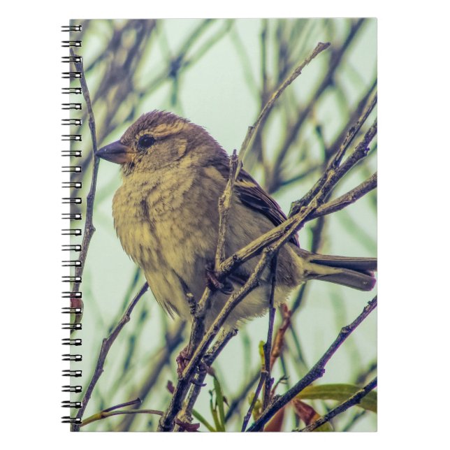Cuaderno Sparrow en la foto del árbol (Frente)