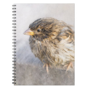 Cuaderno Sparrow - Fracaso epidémico en las predicciones me
