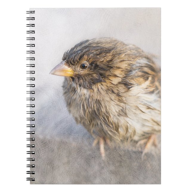 Cuaderno Sparrow - Fracaso epidémico en las predicciones me (Frente)