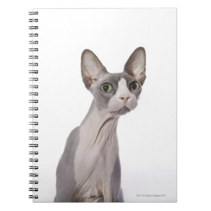 Cuaderno Sphynx Cat con expresión sorprendida