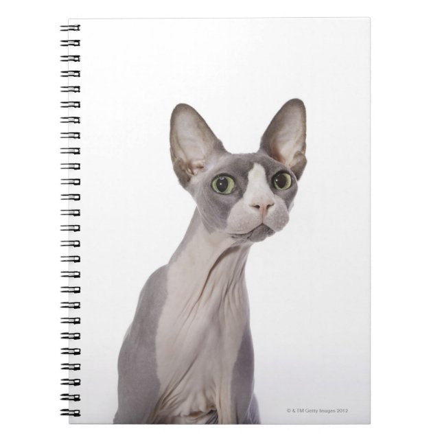 Cuaderno Sphynx Cat con expresión sorprendida (Frente)