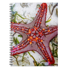 Cuaderno Starfish, Zanzíbar, Tanzania