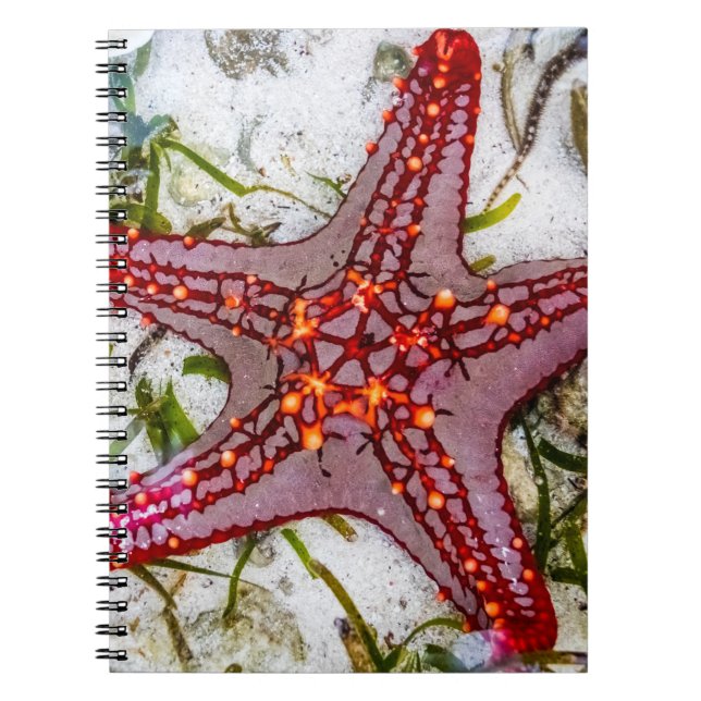Cuaderno Starfish, Zanzíbar, Tanzania (Frente)