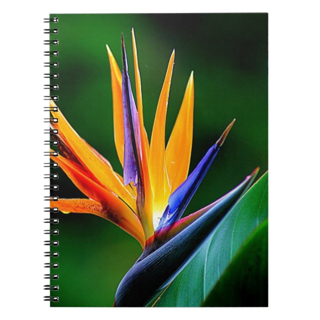 Cuaderno Strelitzia. Flor de la ave del paraíso (Frente)