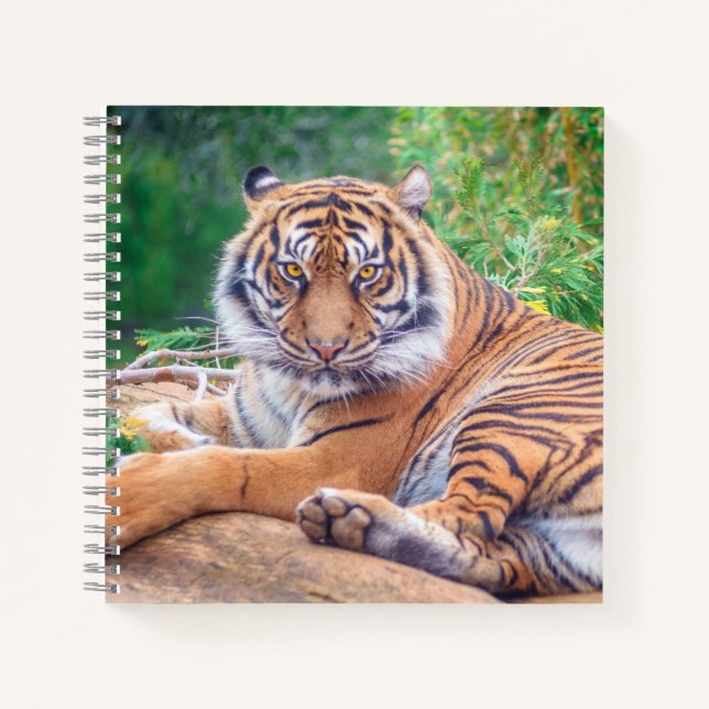Cuaderno Stunning Reclining Tiger Photograph (Anverso)