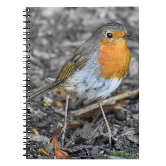 Cuaderno Stunning Robin (Frente)