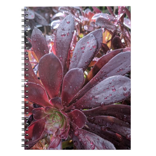 Cuaderno Suculento (Frente)