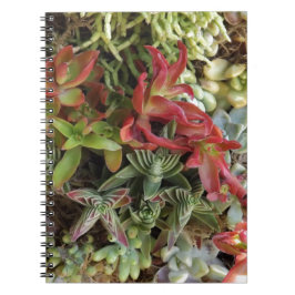 Cuaderno Suculento colorido