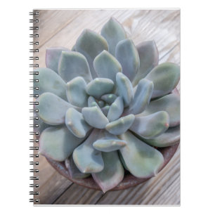 Cuaderno Suculento verde azul Verde azulado Echeveria Apus 